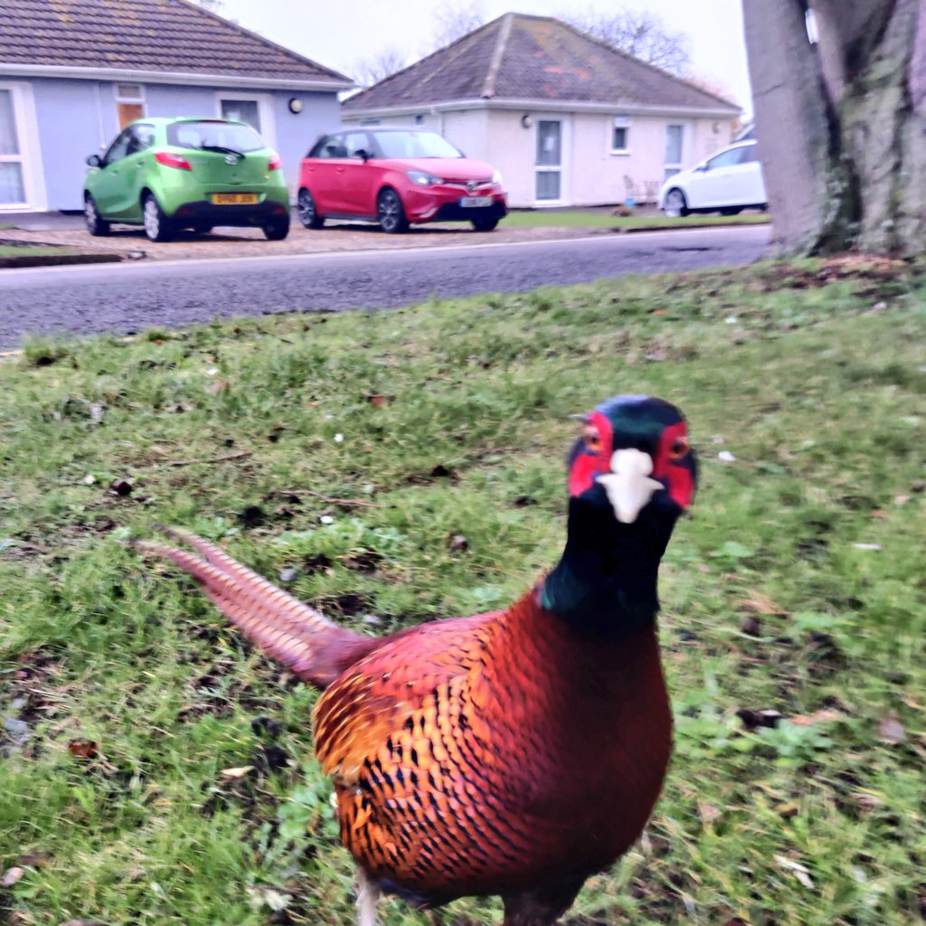 TheCasualSniper's tweet photo. Works wildlife......
#workrocks https://t.co/X36FO86zZO