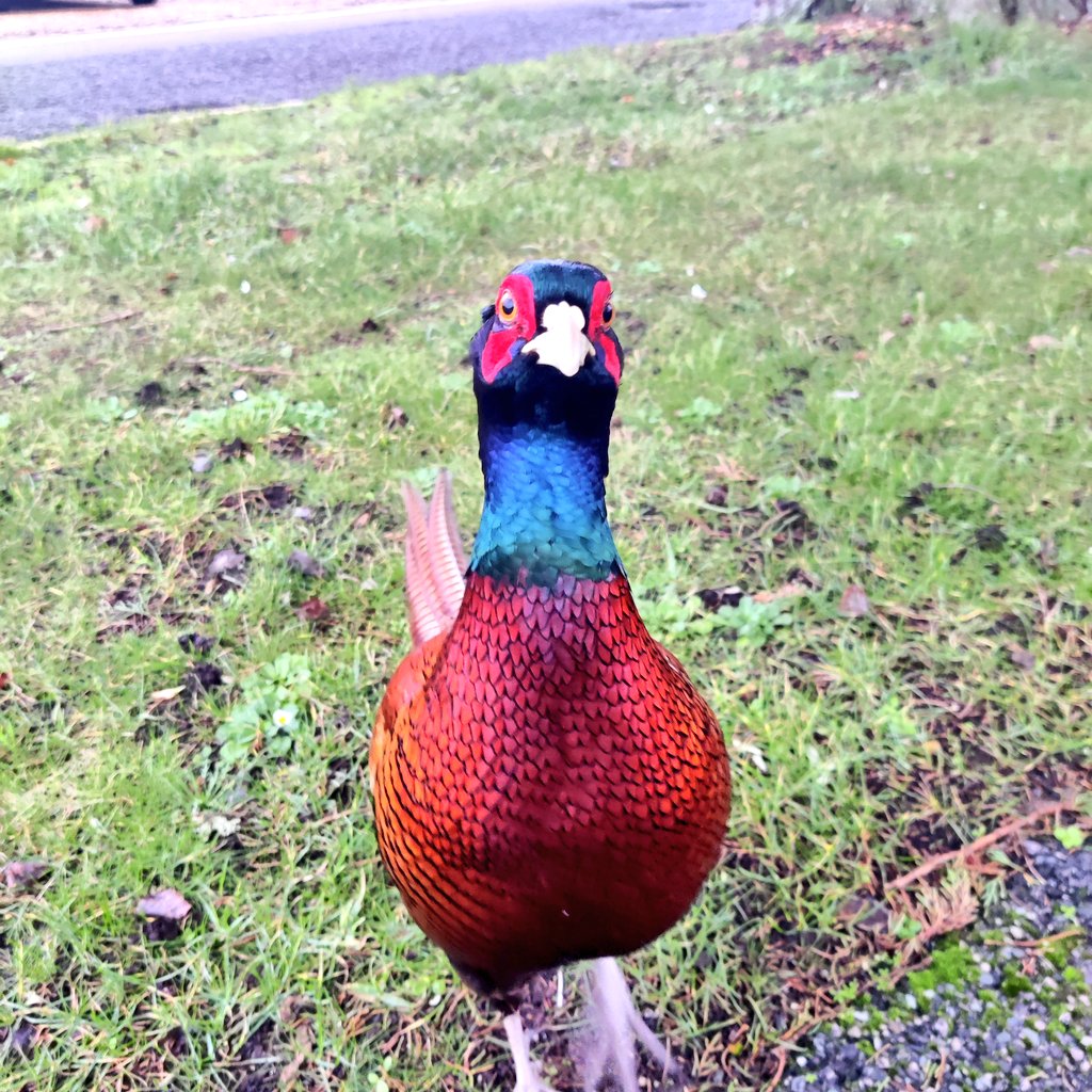 TheCasualSniper's tweet photo. Works wildlife......
#workrocks https://t.co/X36FO86zZO