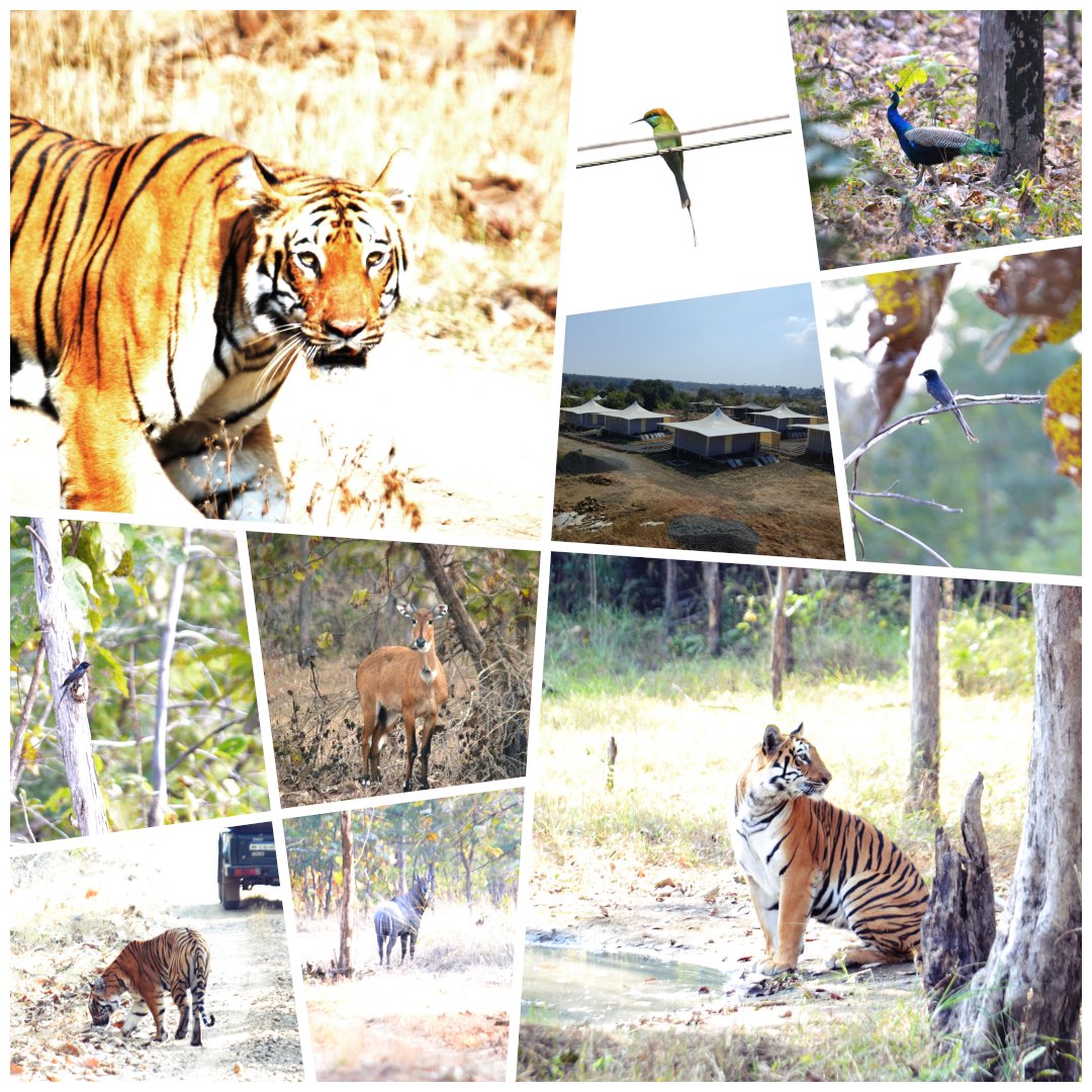 ssn116's tweet photo. A wonderful family trip to Tipeshwar Wildlife Sanctuary. Clean air, clear night skies, no crowds and an amazing sighting of the Maregaon tigress or 4Mark, as she is locally known, owing to the #4 shaped striping on her right cheek. https://t.co/HDcJLbXnef