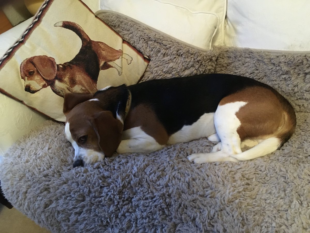 ANGELS RUBY & Mr D! Captain H now in charge! tweet media