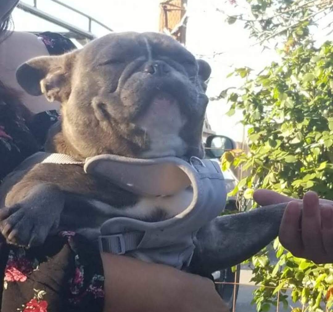 NerukiTori's tweet photo. All Hanabi Faces are my favorite. But these are the perfect slice of cakes I wanted to share. I am thinking of making Stickers and selling some to get some funds for Hanabi's Cremation. Let me know if you would buy any
#Hanabi #frenchbulldog #Cutefaces #art #derp #Cute #RIP https://t.co/I2FU5jpFYu