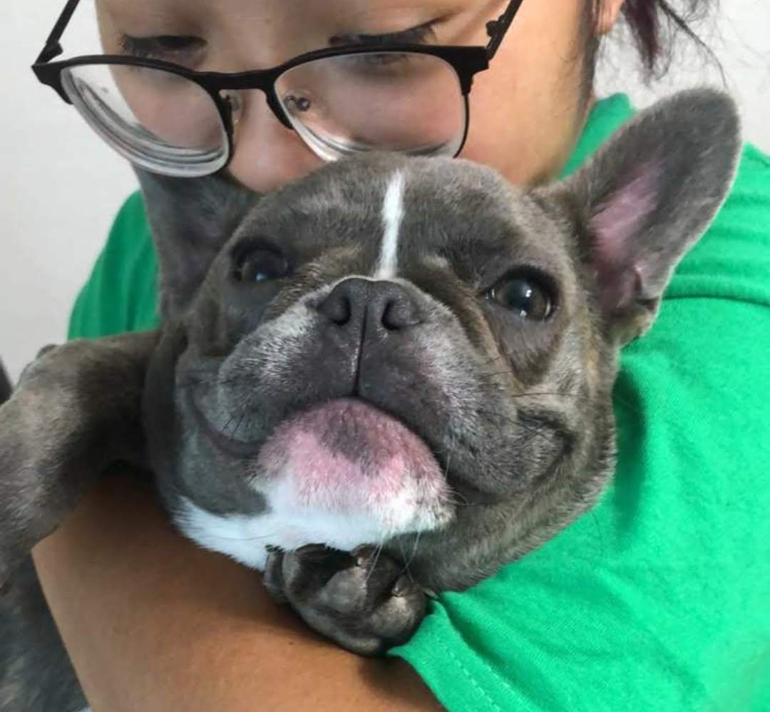 NerukiTori's tweet photo. All Hanabi Faces are my favorite. But these are the perfect slice of cakes I wanted to share. I am thinking of making Stickers and selling some to get some funds for Hanabi's Cremation. Let me know if you would buy any
#Hanabi #frenchbulldog #Cutefaces #art #derp #Cute #RIP https://t.co/I2FU5jpFYu