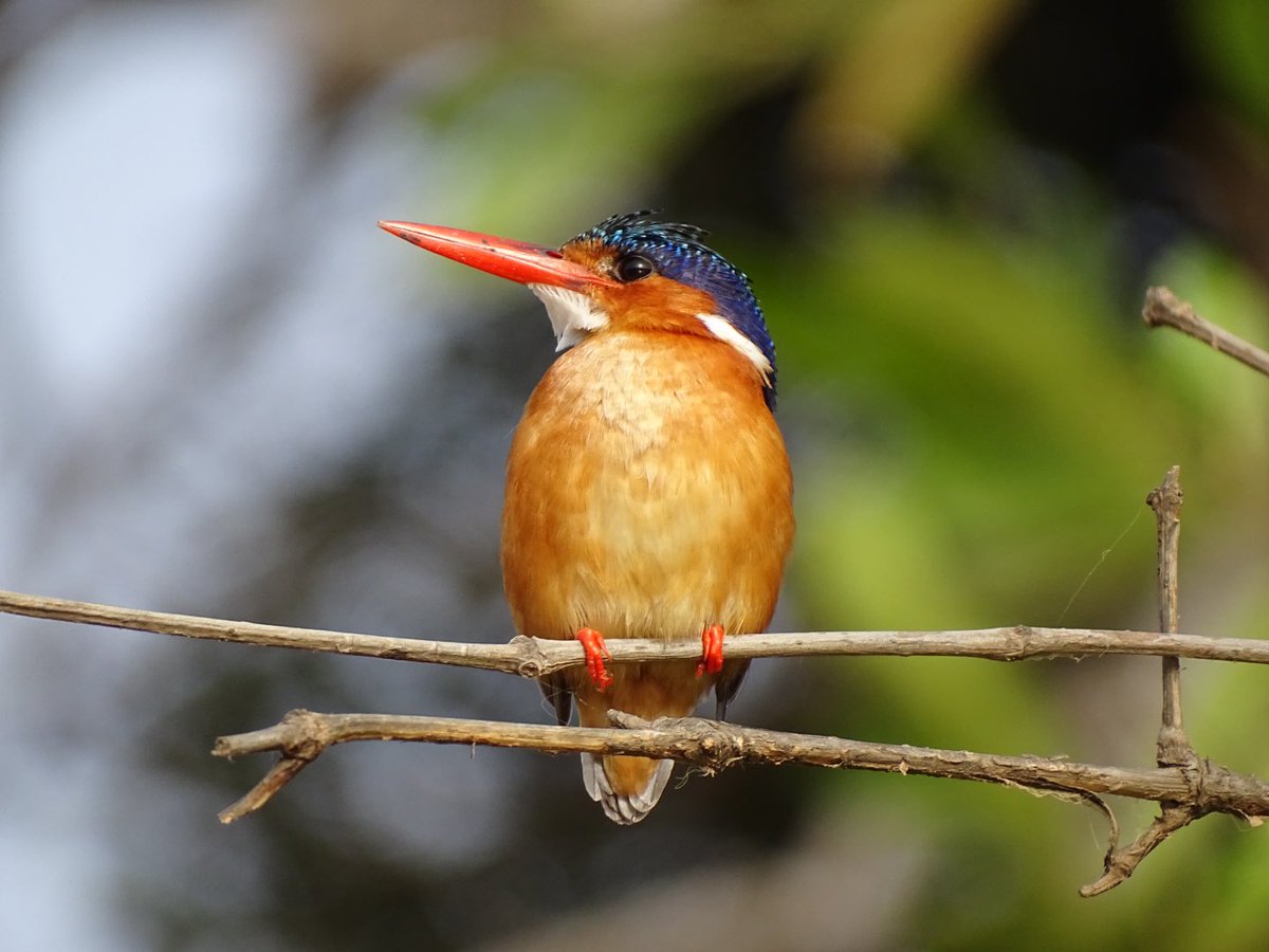 twhv's tweet photo. @AlanDaviesbirds And a happy Malachite Thursday to you @AlanDaviesbirds (from The Gambia last year) https://t.co/V5J5moRHqp