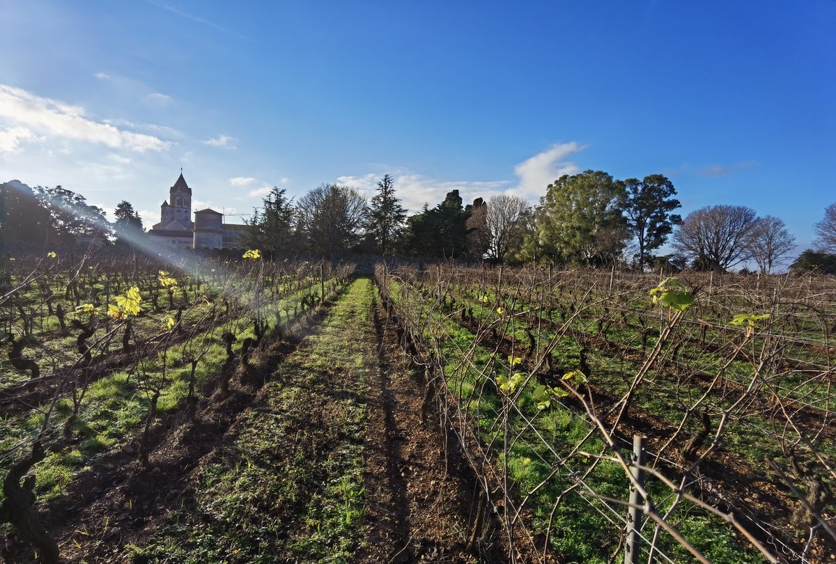 « Qui aurait pu prédire la crise climatique ?  »
Vignes à Cannes le 5 janvier 2023