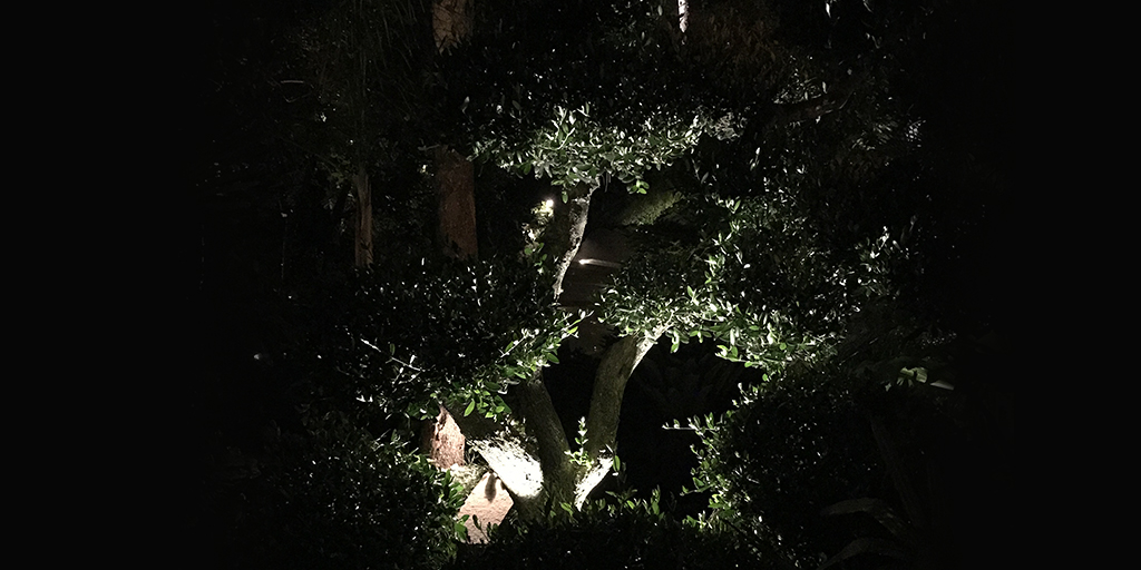 Eclairage d'arbuste
#domolighting #eclairageexterieur #outdoorlighting #lumiere #eclairage #lighting #treeLighting