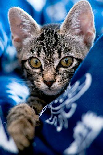 ruben_corella's tweet photo. #felizjueves #juernes #caturday #thursdaymorning #thursdayevening  #juevesdegatos #gatito #goodpets #pets #kitten #michis #neko #gatet #gats #chat #FelizAnoNuevo2023 #añogatuno #eyes #prettykitten #handsome https://t.co/LyudUsj8Bc