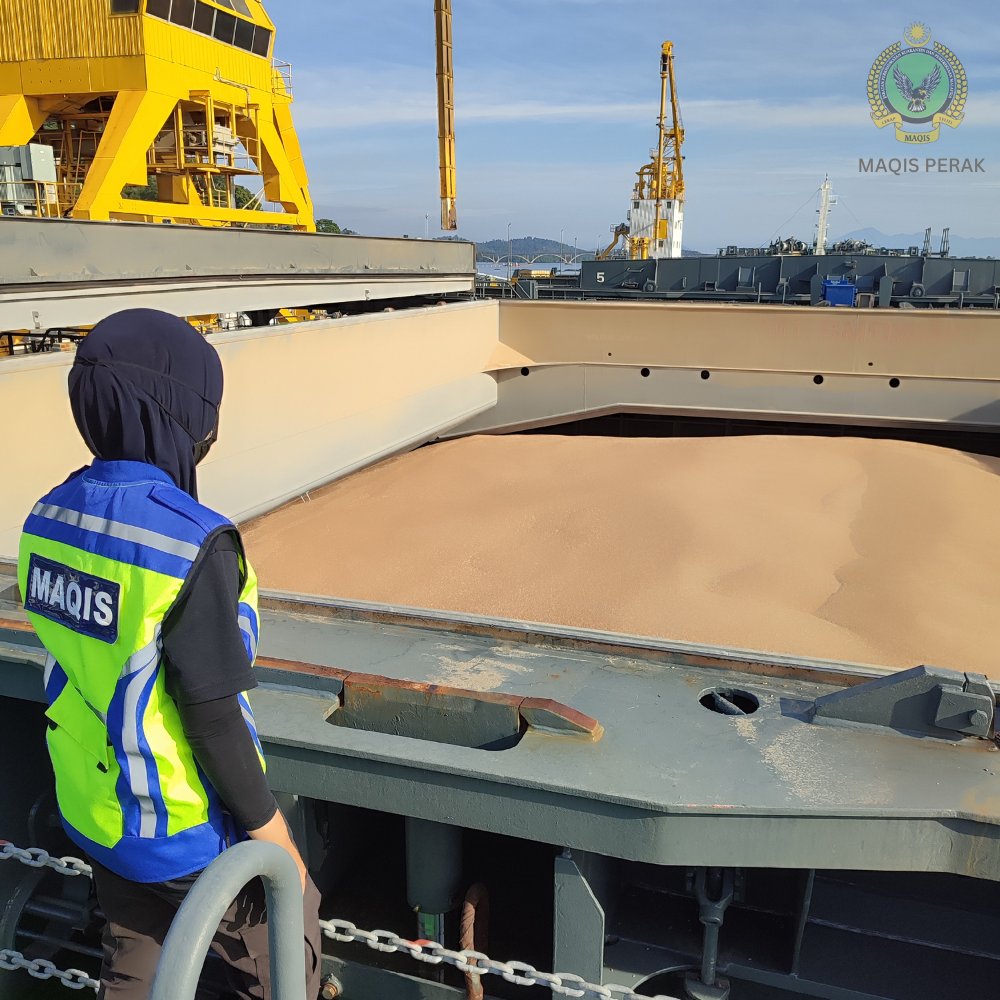 MaqisPerak's tweet photo. Antara pemeriksaan rutin oleh pegawai MAQIS bagi kemasukan konsainan bijirin gandum di Pintu Masuk Pelabuhan Lumut. Pemeriksaan dijalankan bagi memastikan setiap kemasukan keluaran pertanian patuh kepada syarat-syarat import dan bebas daripada ancaman perosak.

#MAQISMalaysia https://t.co/WPeJ1RfTx6