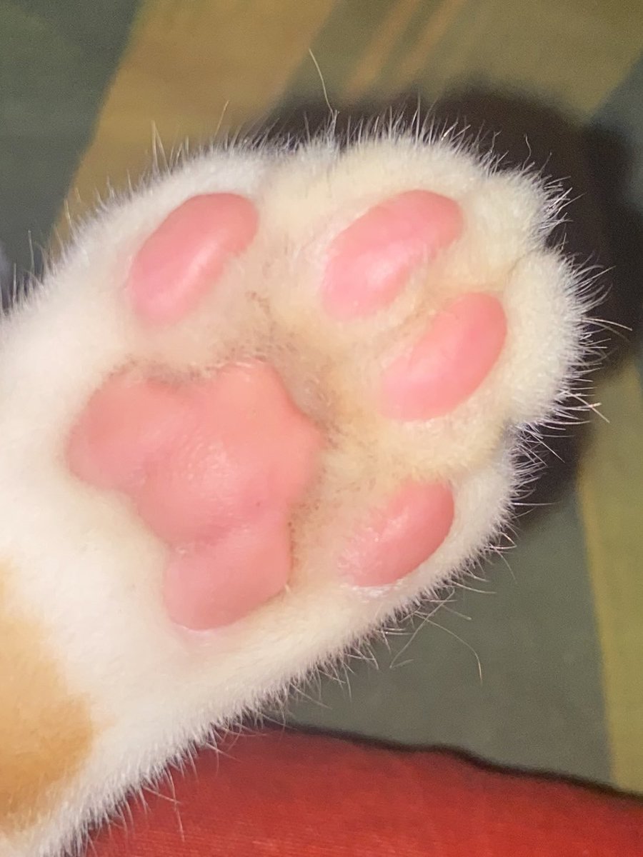 kochengfs's tweet photo. Paw 🐈‍⬛ Favorite https://t.co/orZCMpfqo0