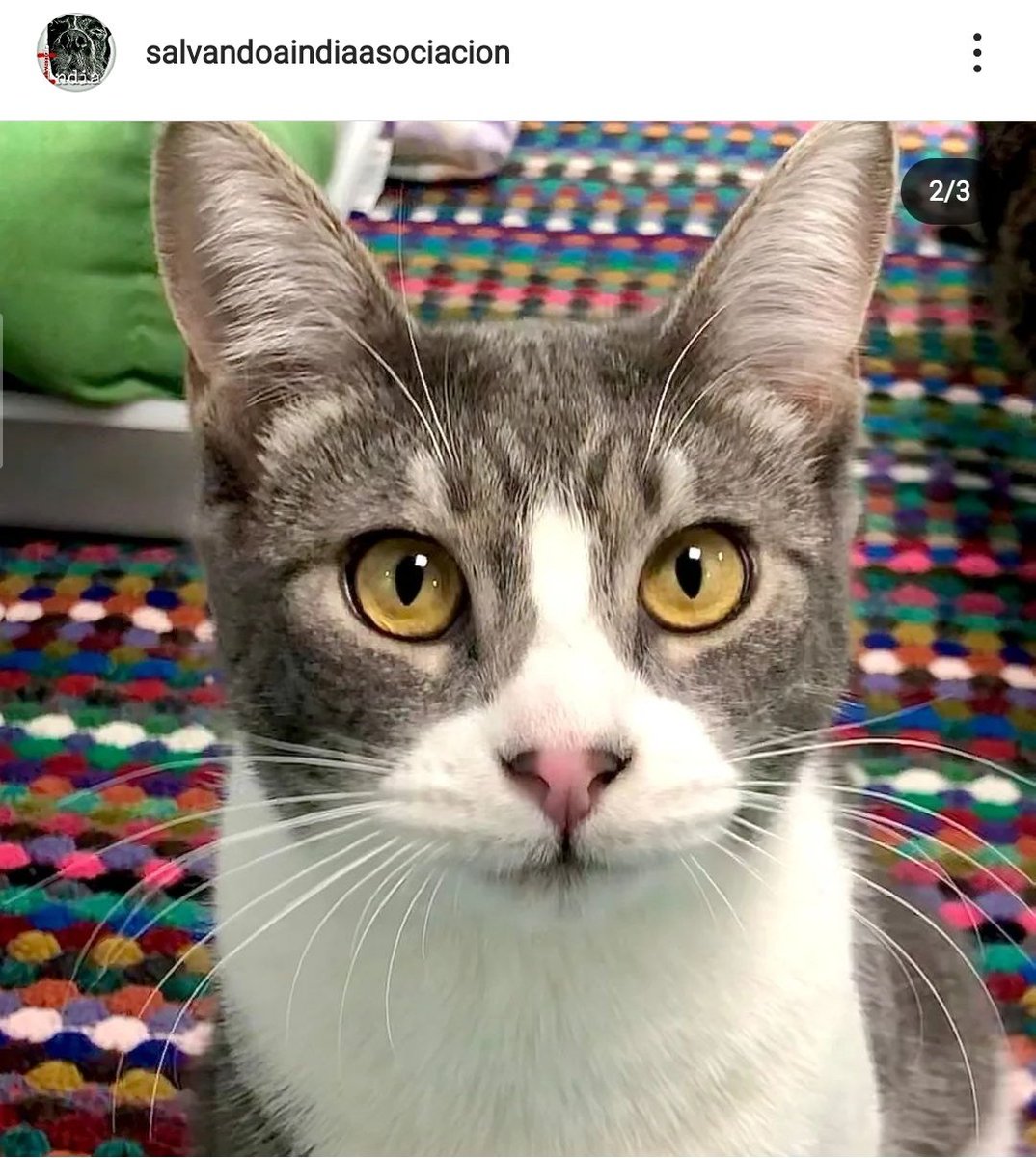 ‼️ ADOPCIÓN ‼️
Berberecho empieza el año sin encontrar un hogar. Este peque se hace mayor con nosotr@s y no podemos entenderlo, porque más guapo no puede ser!!
Castrado y listo para encontrar a su nueva familia el próximo año. 
📍 MURCIA 
✉️ salvandoaindia@gmail.com