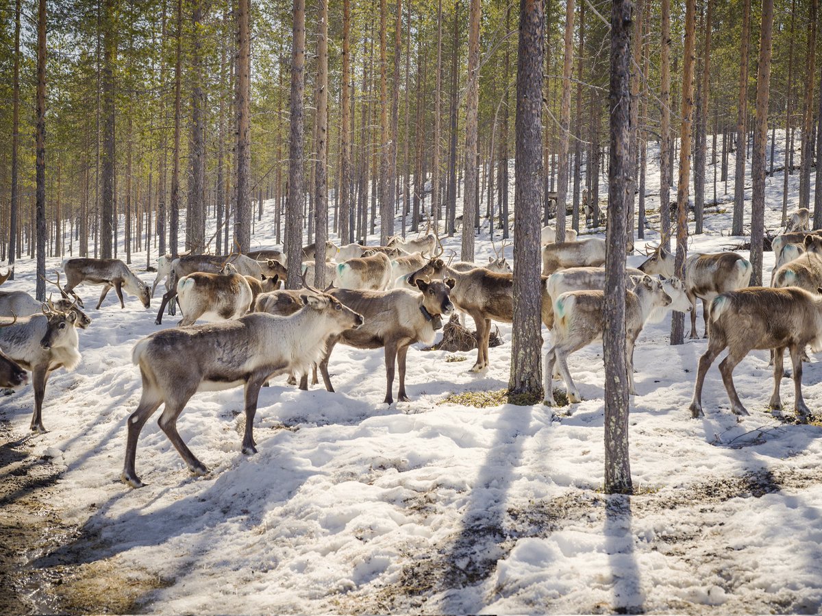thymann's tweet image. Working in Swedish Lapland is experiencing the climate crisis in full effect. The ground freezes then melts then freezes, so solid ice covers the soil instead of snow preventing the reindeer from sourcing food.