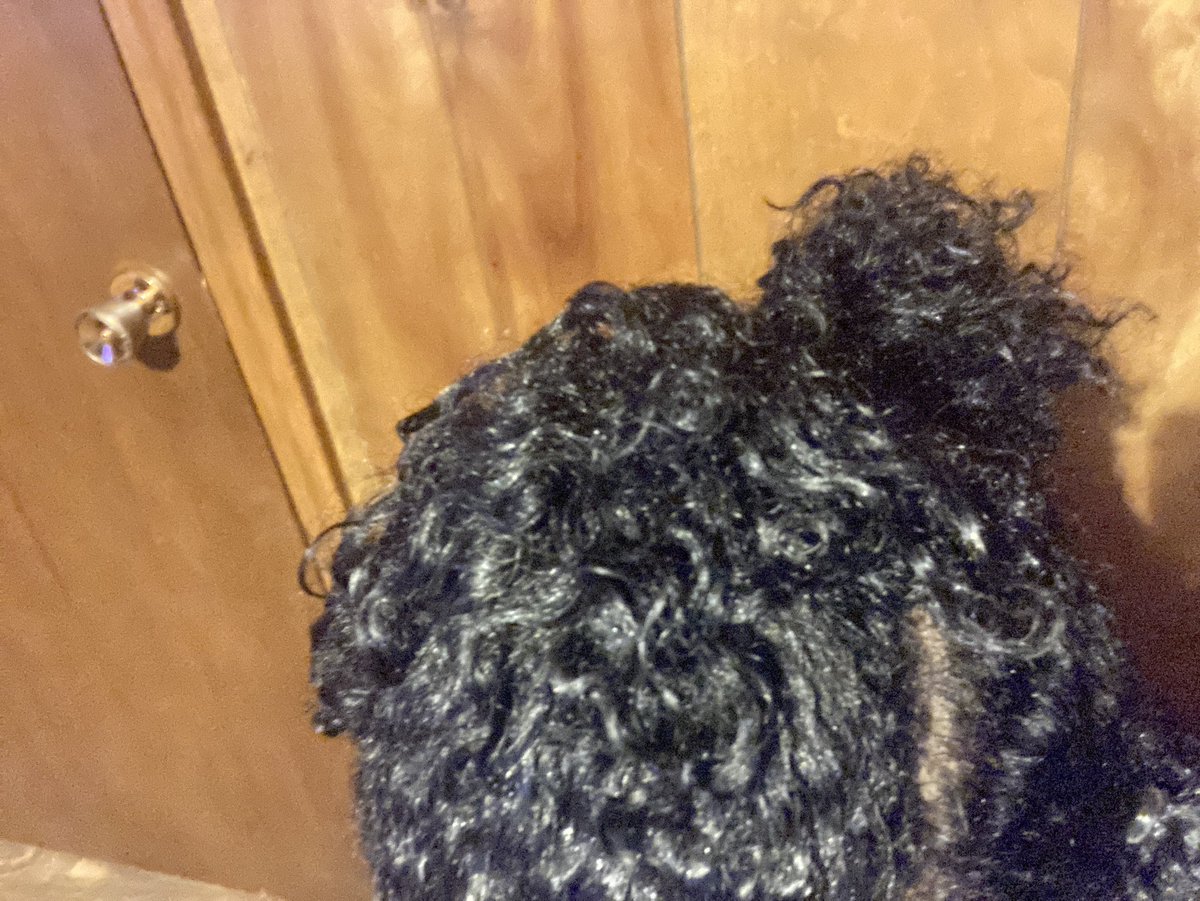 Ashashley3121's tweet image. Washed and Detangle day. Sighhhhhh, Ask mom to get more curl jelly. She knows what it looks like…but decided to go old school on me! Just used on edges really.
I must admit, my lil waves are CRISP. Can’t stop giggling. 
#Ampro
#Prostyle
Been a good 17 years💜
#tbt
