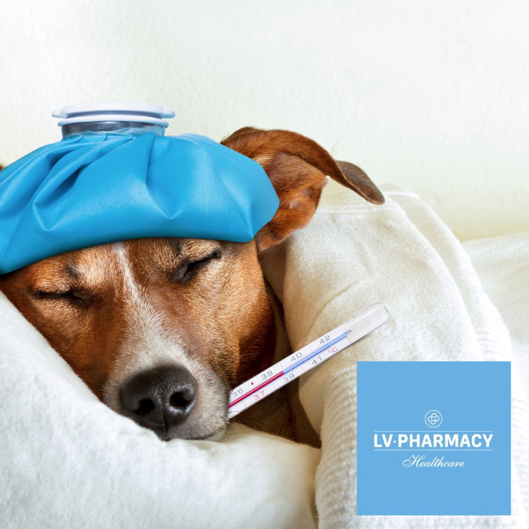 fetch_je's tweet photo. Stuck with the winter sniffles? Don't forget you can get all you need from LV Pharmacy... plus they deliver too! 🤒

Take a look today through the link below!

https://t.co/FvcJTnKl6K https://t.co/y5wHJ5S3wL