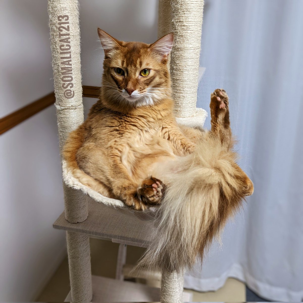 somalicat213's tweet photo. 🤭:顔と座り方がミスマッチ
#猫 #ねこ #ソマリ #猫のいる暮らし https://t.co/q41givEBnU