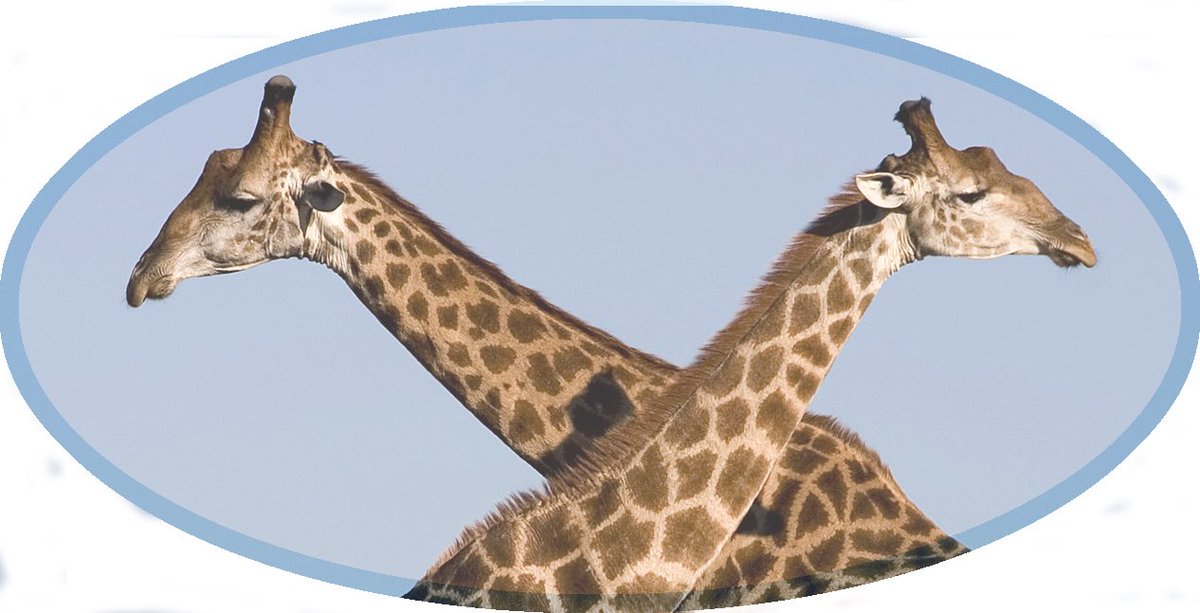 How did the giraffe get its long neck? The answer may surprise you!

Find out in the Oxford Biology Primer on Evolution and at the ASE conference 2023

Friday January 6, 16:30 Owen 1028 Lecture Theatre
Find out more at neilingram.co.uk

#chatbiology #ASEConference2023