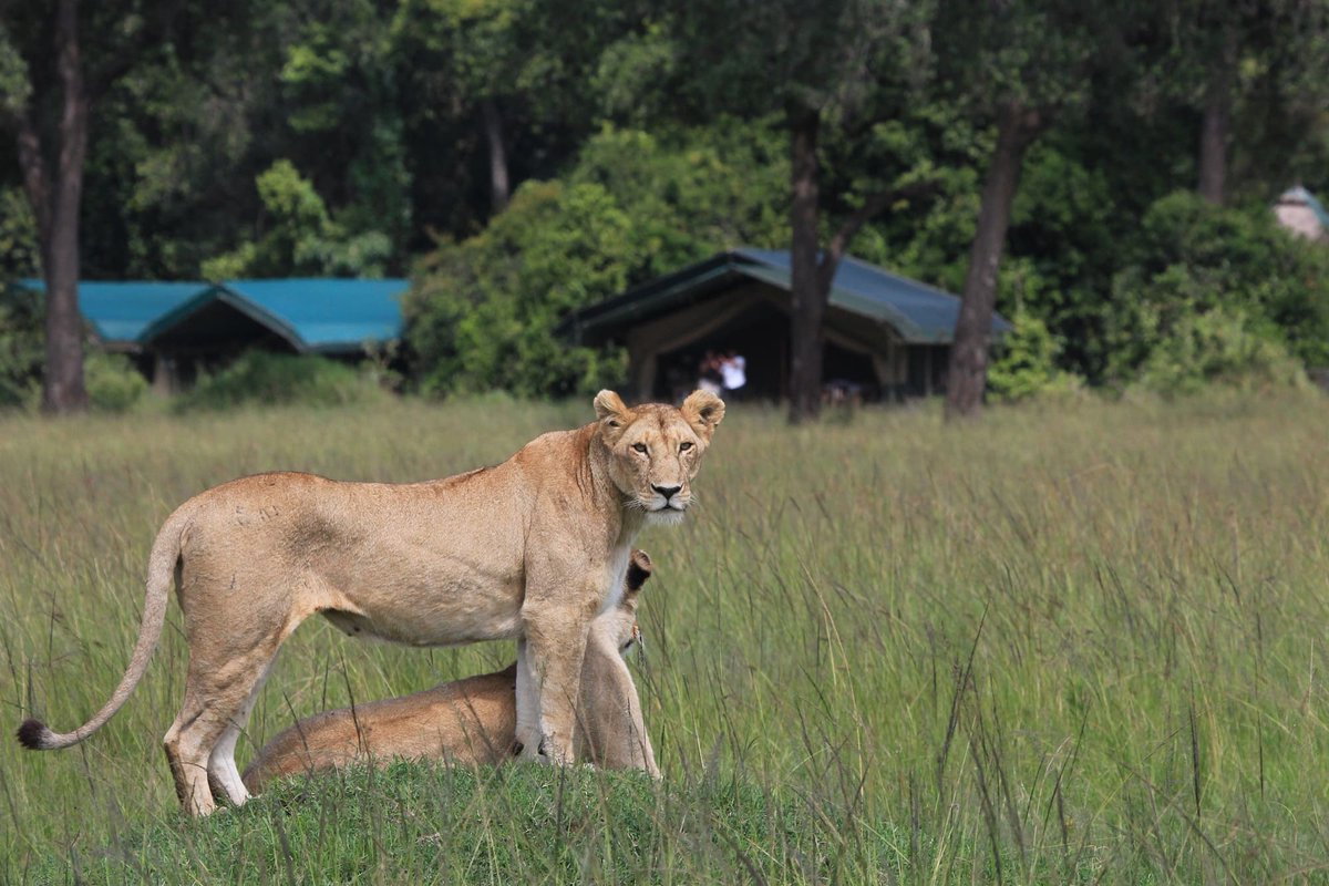 AlvahTours's tweet photo. Kenya has the wildlife, weather, scenery and coastline that will make your trip an epic adventure.

#alvahtours #safari #wildlife #africa #travel #beautiful #bucketlist #adventure #nature #wanderlust #picoftheday #kenya #tembeakenya  #mccarthy #princewilliam #klaythompson https://t.co/x3xcIGihE8
