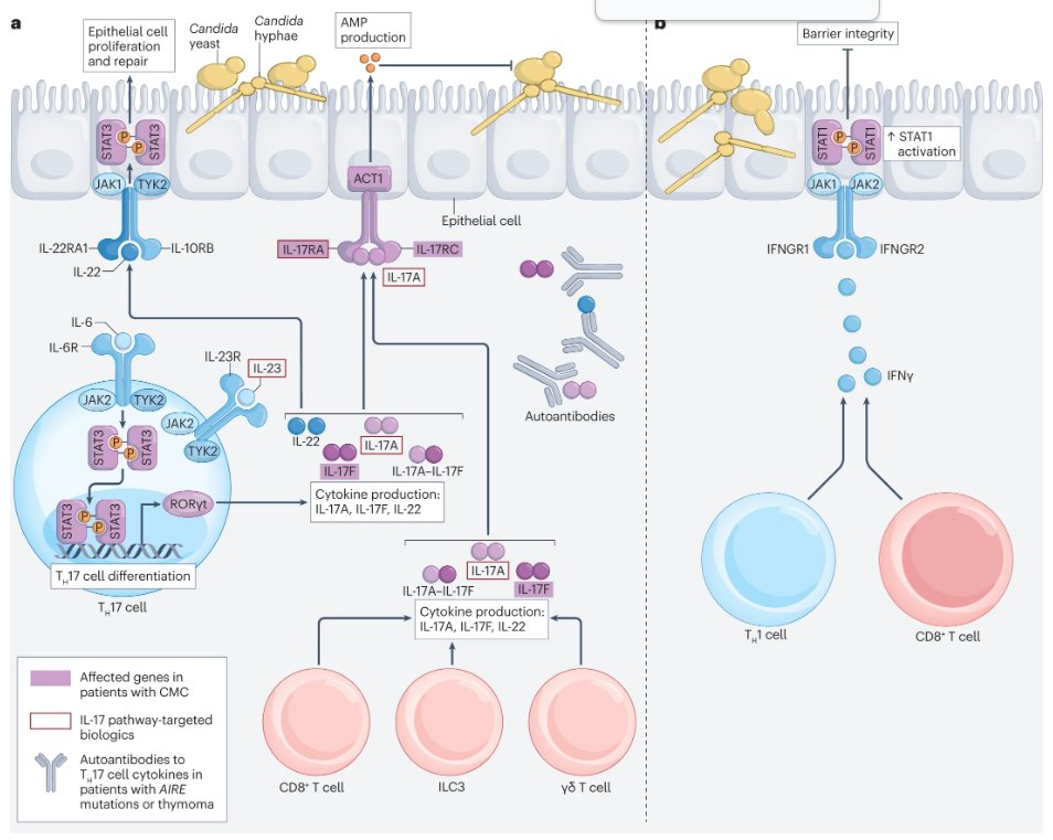 NatRevImmunol's tweet photo. NEW Review: Immune responses to human fungal pathogens and therapeutic prospects
https://t.co/AlfPm32ugQ
by @LionakisLab @theRAD_lab @tmhohl71
synthesizes our current mechanistic understanding of tissue-specific host defences against clinically relevant fungal infections https://t.co/xhhU7M6DX4