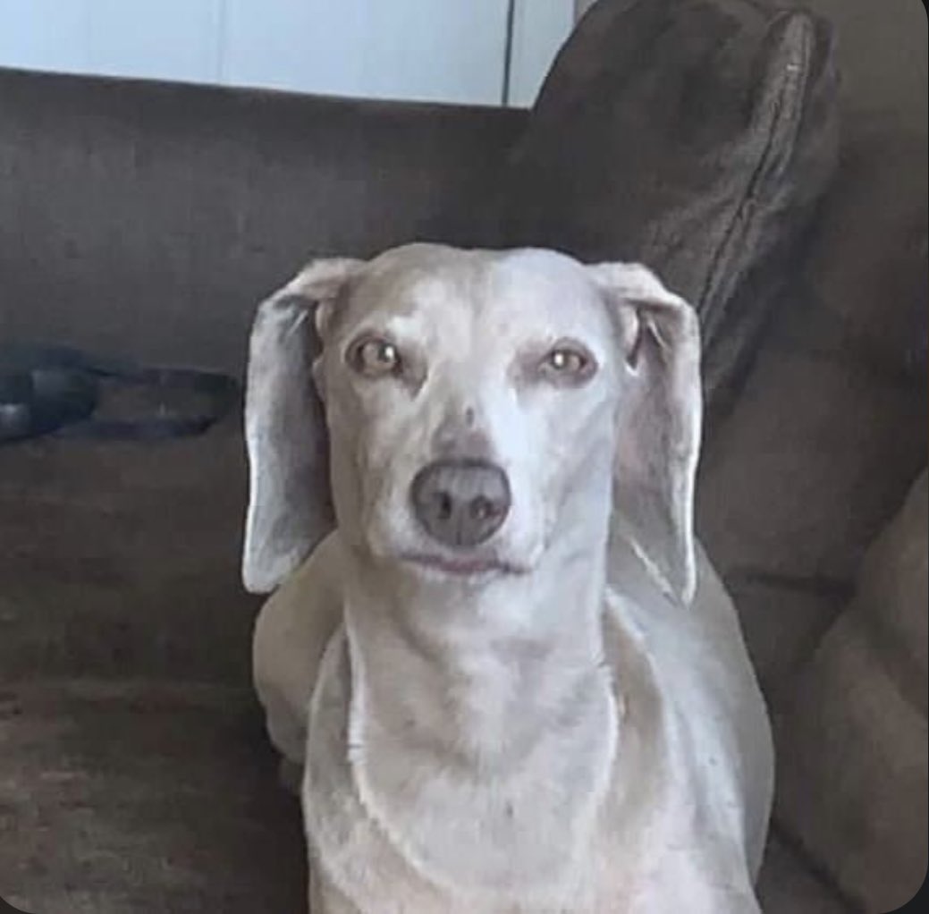 gracie wags tweet media