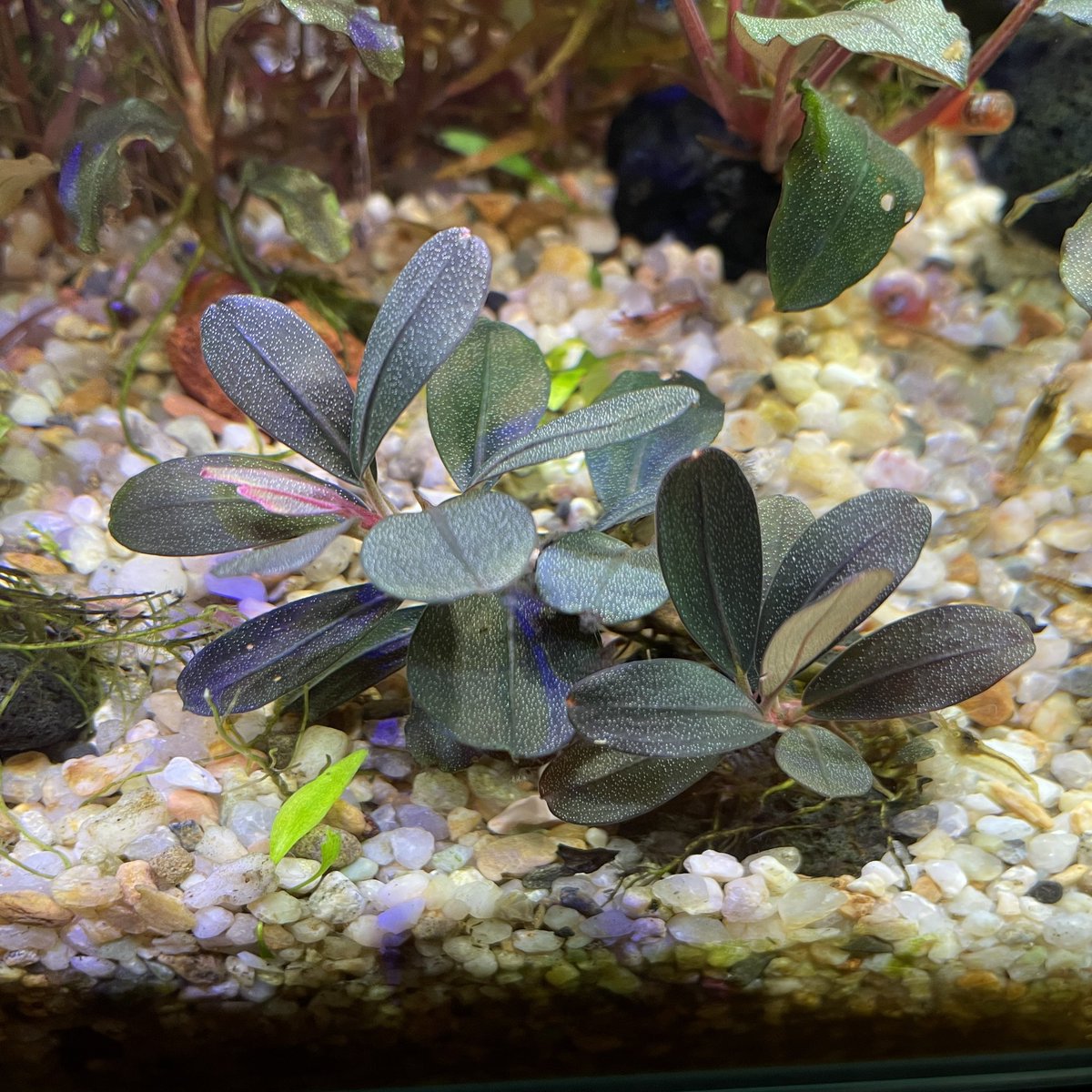 Bucephalandra sp. ″Serimbu”Landak kalimantan barat【TB