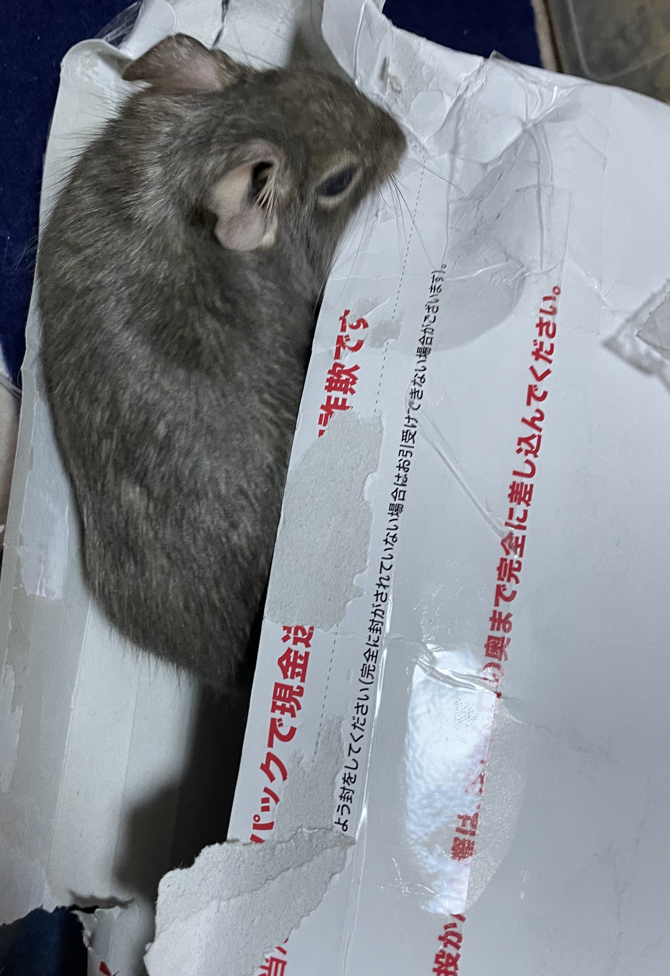 全国宅配無料 美しきドブネズミ様専用 完成品 - htii.edu.kz