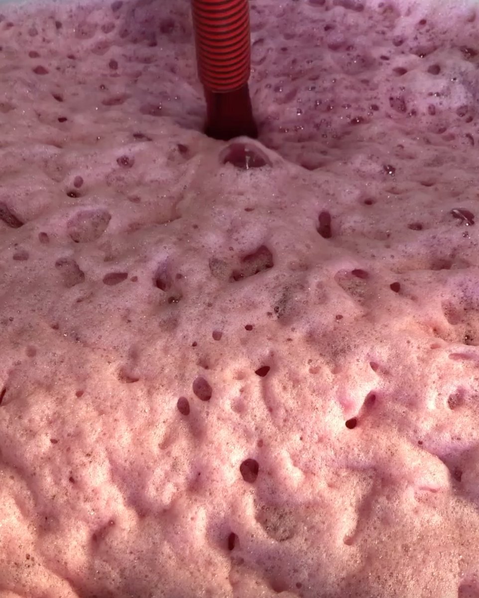 ぶどうがワインになる前に…🍇

収穫された黒ぶどうは、除梗・破砕後にしばらく果皮や種子と接触させて低温状態で放置する「低温マセラシオン(低温浸漬)」を数日程度行います。
黒ぶどうの果皮や種子から色素と風味成分を抽出し、色鮮やかで複雑な風味の赤ワインになるんですよ🍷✨