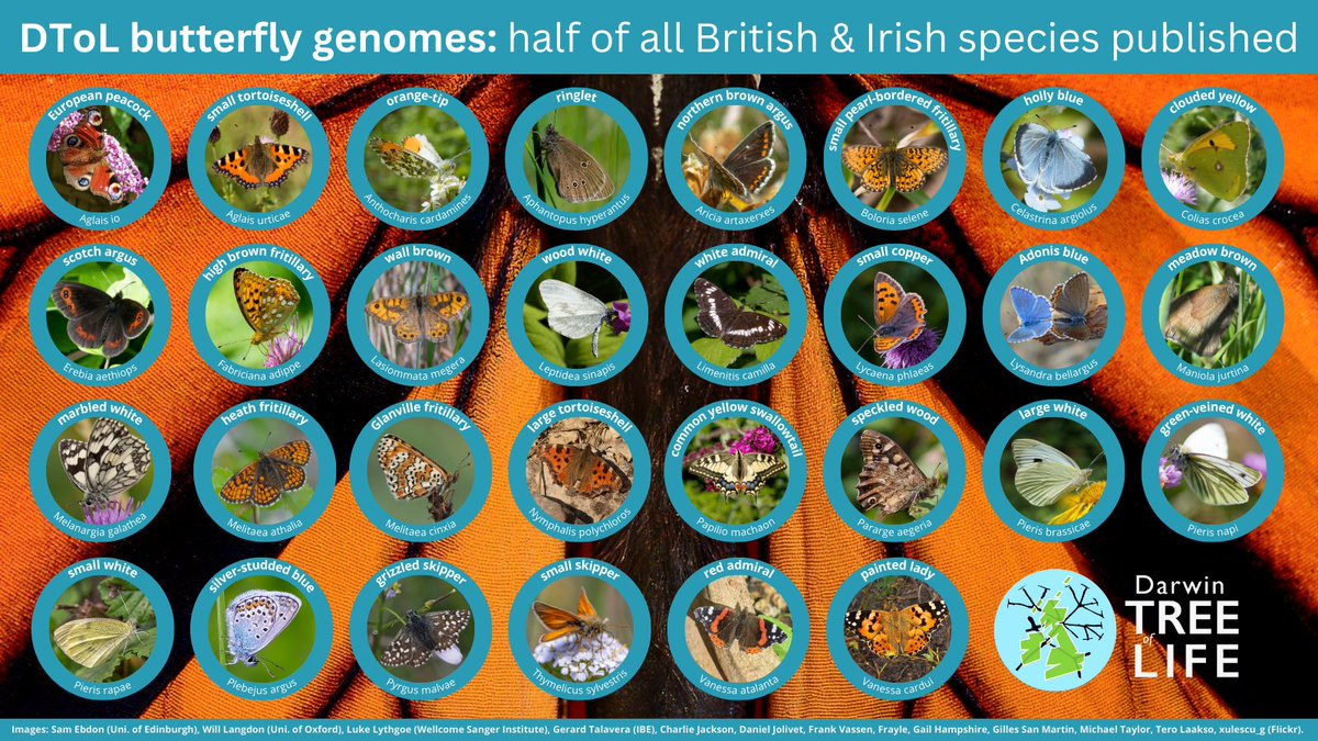 #DarwinTreeOfLife has published #genomes for HALF of ALL British & Irish #butterflies🦋 📑 ow.ly/pVA050Mhb8Y This enables important comparative #genomics studies into #conservation, #ecology & #evolution🧬 @SBSatEd @GenomeWytham @OxfordBiology @savebutterflies @RoyEntSoc