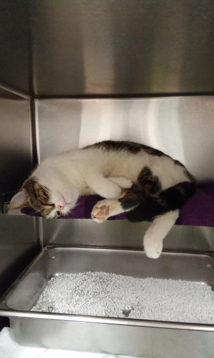 Rattenvanger van #Sloterdijk
Deze lieve mop liep in de buurt van het #Sloterdijkstation waar geen woningen staan en was op ratten aan het jagen! Veiliggesteld door bezorgde wandelaar. Het is een lieverd, wordt graag aangehaald, geen chip! Waar is zijn mens, waar woont zijn huis?