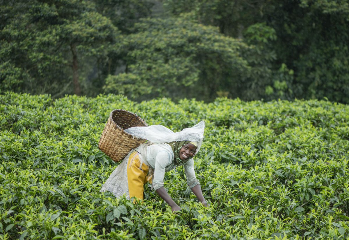 RafikiGatsinzi's tweet photo. Rwanda tea is a leader with premium taste and quality!!
#agriculture is the best source of employment.
#Womenscan
#Wherequalitymakesdifference ππ
@RwMountainTea
π· @PMuzogeye. https://t.co/NoOieSaOyc