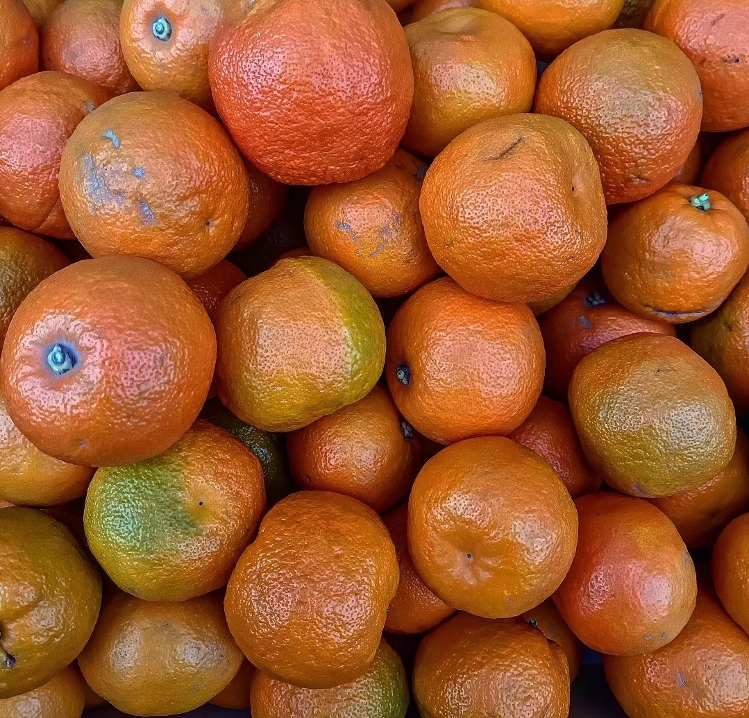 BumblesGG's tweet image. Happy New Year!! First of the Seville Marmalade oranges are now in!! 
OPEN now till 3.30pm 
.
.
#marmalade #seville #Spanish #oranges #letsmakemarmalade #bumblesgg #Brightlingsea #essex