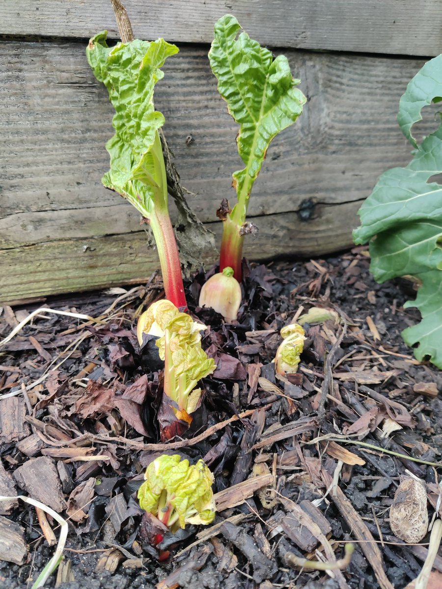 seml_ee's tweet photo. New year new barb #gardentreats #2023NewYear #newbarb #happyrhuyear https://t.co/7MbDhScK7o