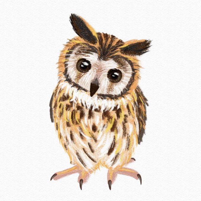 フクロウイラストのtwitterイラスト検索結果