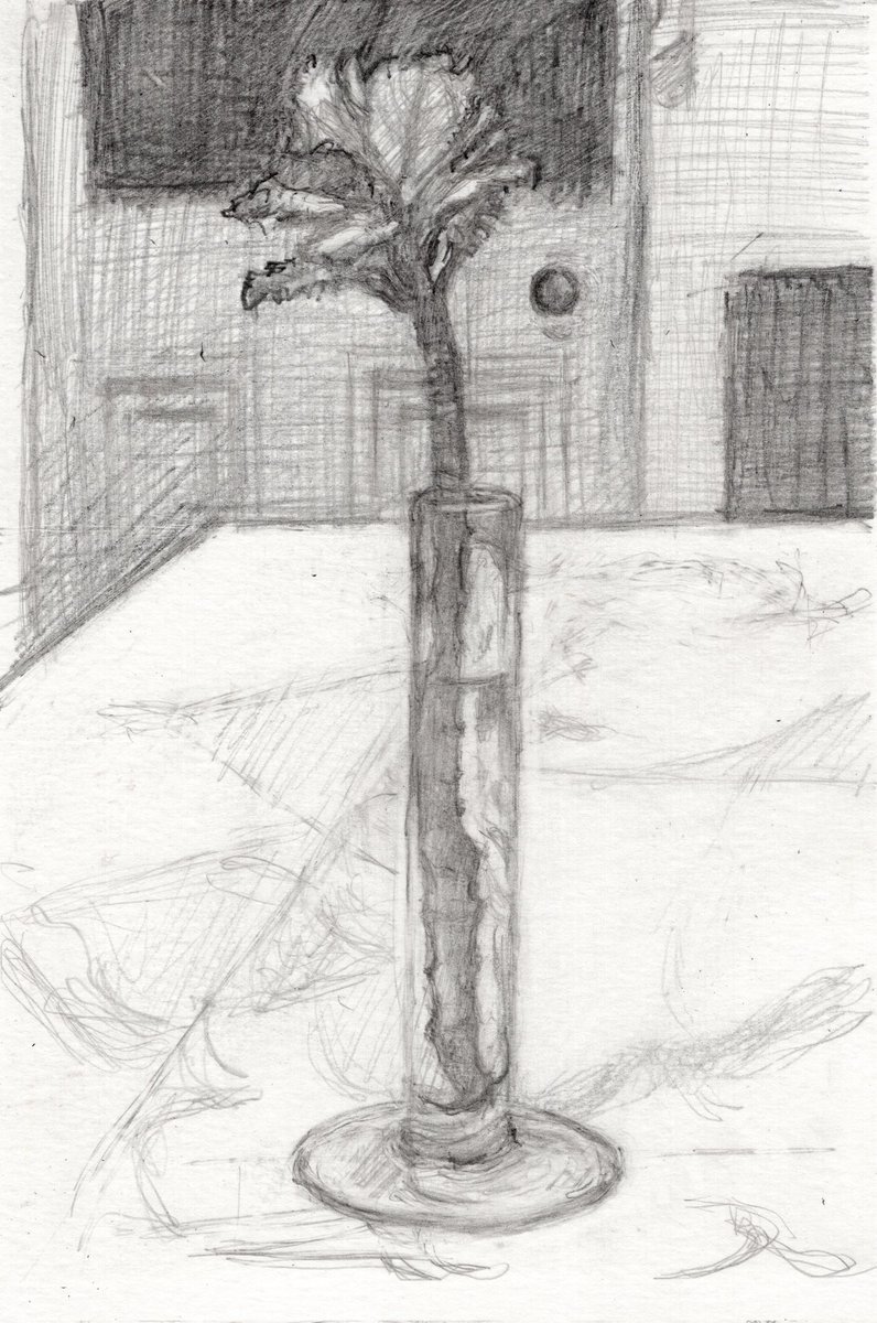 4-1-23 ornamental cabbage. I thought of Richard Diebenkorn when I drew this. I noticed the way the cabbage breaks into the grid formed by the room and thought of him and and a number of other painters who have studied this form of composition