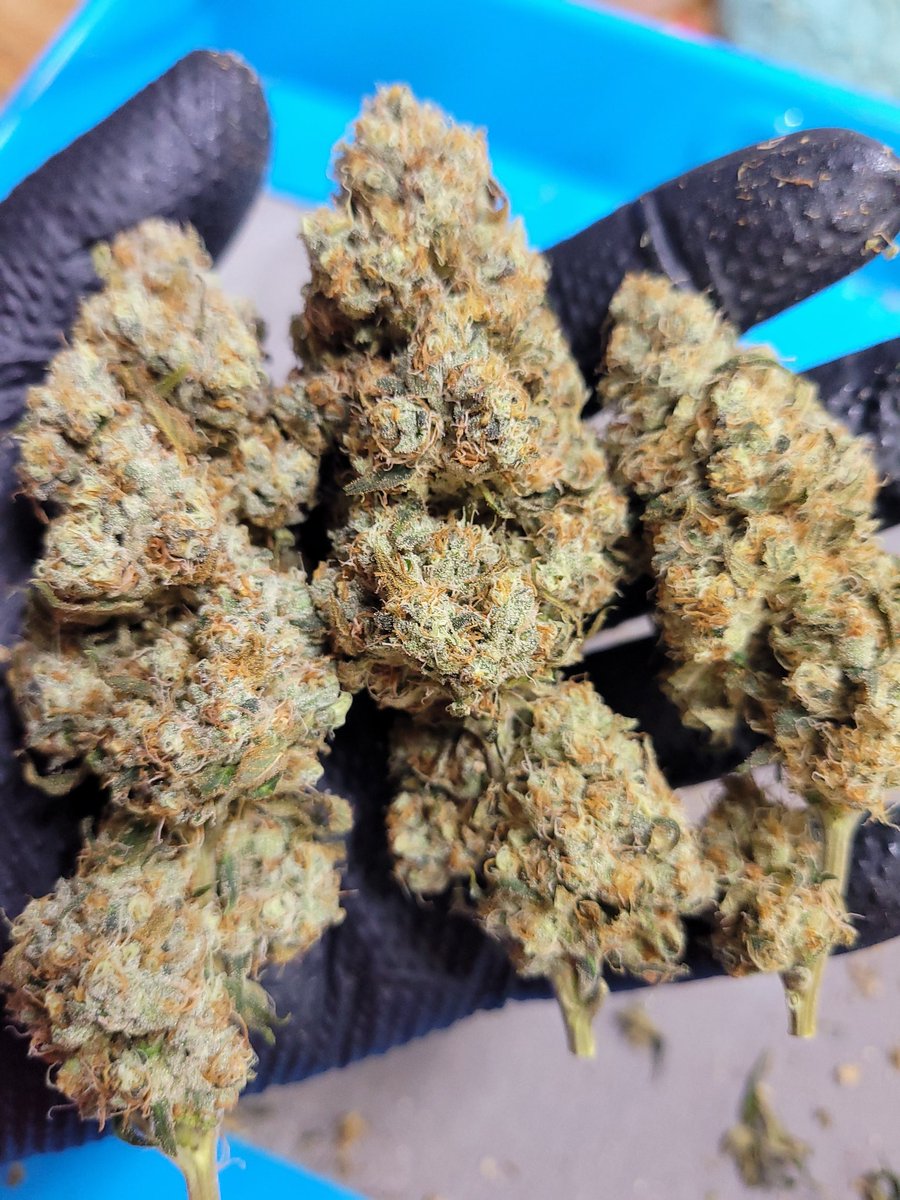 I'm impressed with this Sour Diesel from <a href="/breeder_j/">Breeder J</a> <a href="/irvineseedco/">Irvine Seed Company</a>