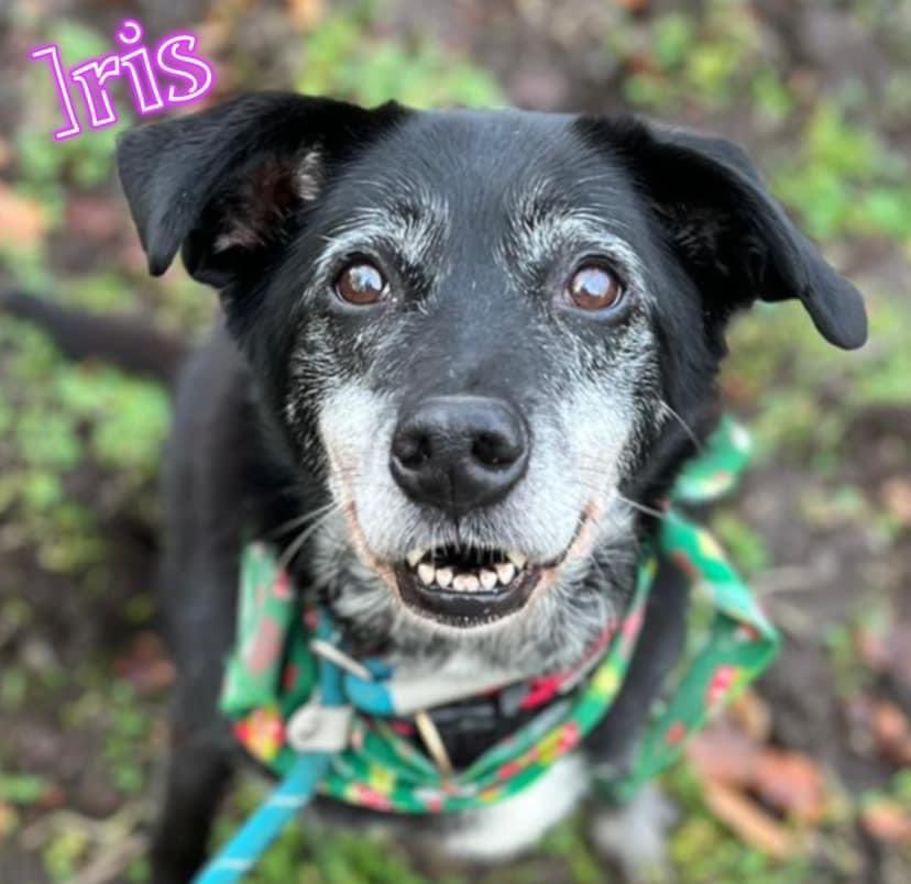 MyLovelyHorseR's tweet photo. There has to be a foster or home out there for dear gentle Iris? Abandoned at 9 years of age, she’d love a warm comfy couch to call her own. She’s best suited as an only dog but is great out on walks. 

Please consider Iris, text or call:
+353 (83) 812 6392 https://t.co/83jjwQRJ3r