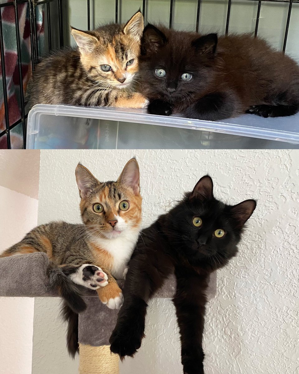 ColeTheBlackCat's tweet photo. It's been 4 months since we rescued these fluffy nuggets 🧡🖤

#KittenRescue #CAMFAM #MazikeenAndCalypso #cats https://t.co/6OFHqjKE0e