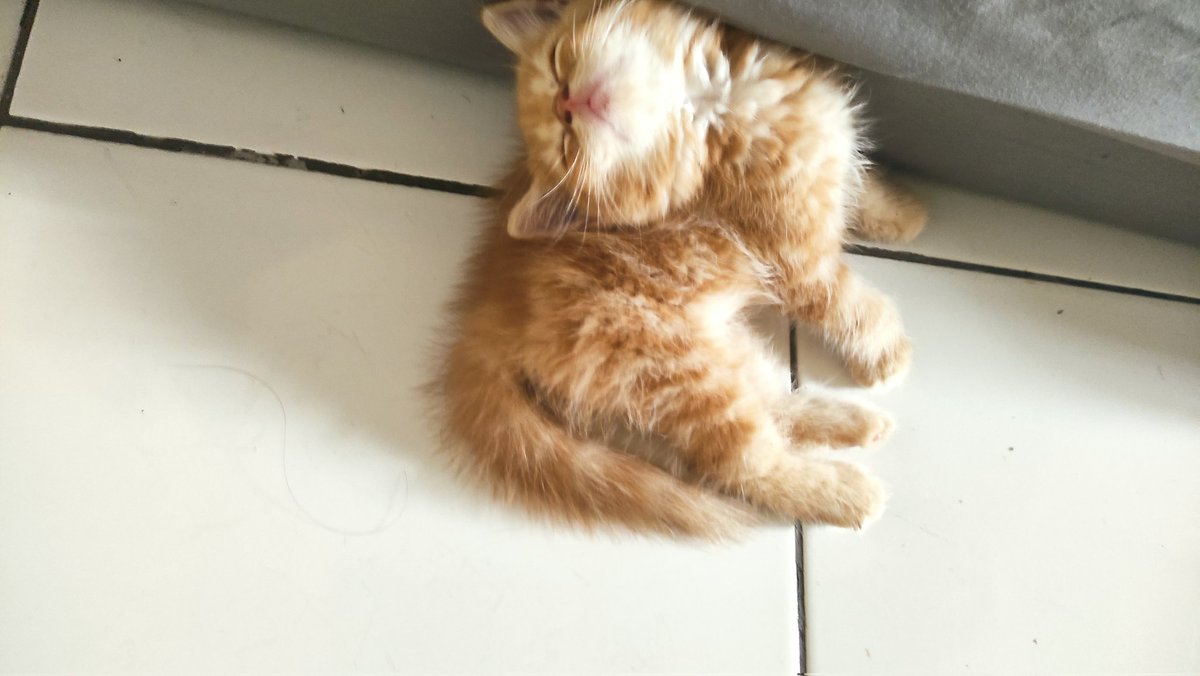 kochengfs's tweet photo. Ini biasanya bawa ke dokter tulang atau bisa haji naim ya kak? 🐈‍⬛ https://t.co/CPHunnlCqH