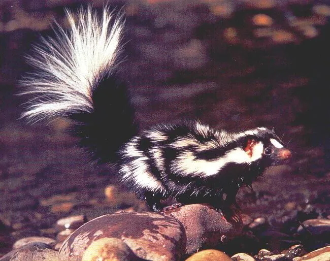 skunkeveryhour's tweet photo. https://t.co/YwE5nv1GVE