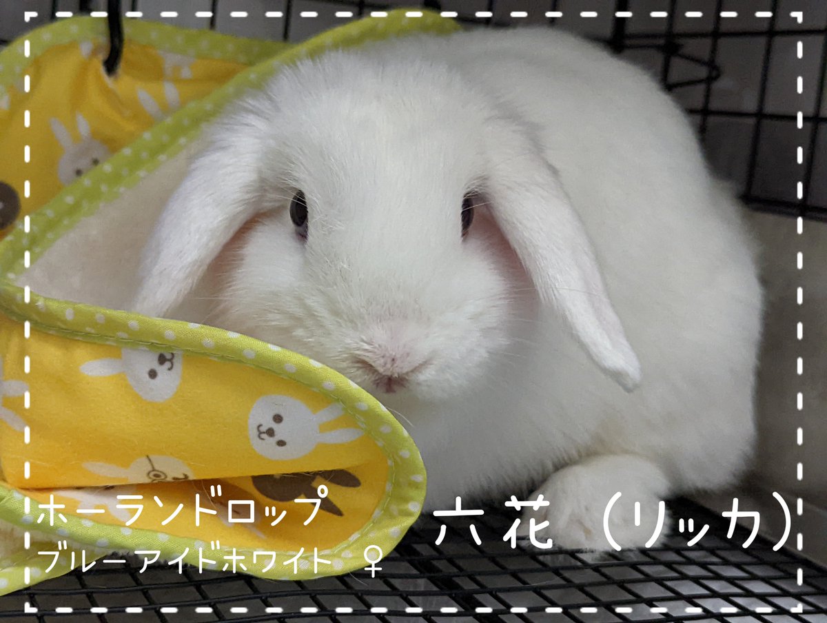 もちこ@Frontal☆Face on X