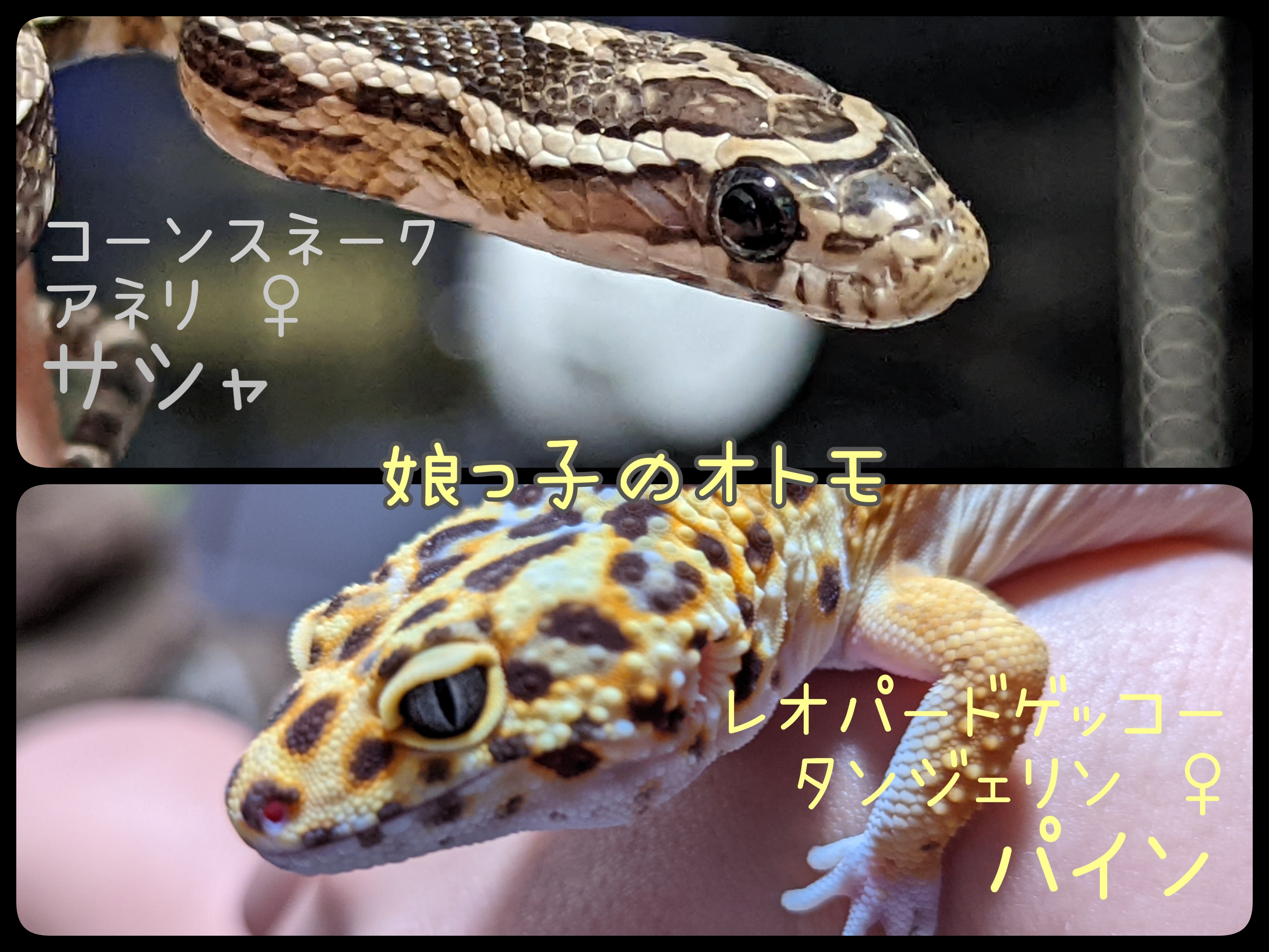 もちこ@Frontal☆Face (@hebi_mochi) / X