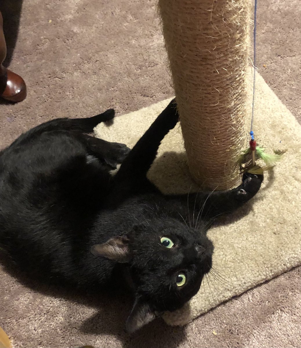 StacyMerrick's tweet photo. @cox_tom Oh yes! This is our newest cohabitant, Little Elvis. He showed up at our back patio one day last year and now lives with us. https://t.co/NbYrtRMyLR