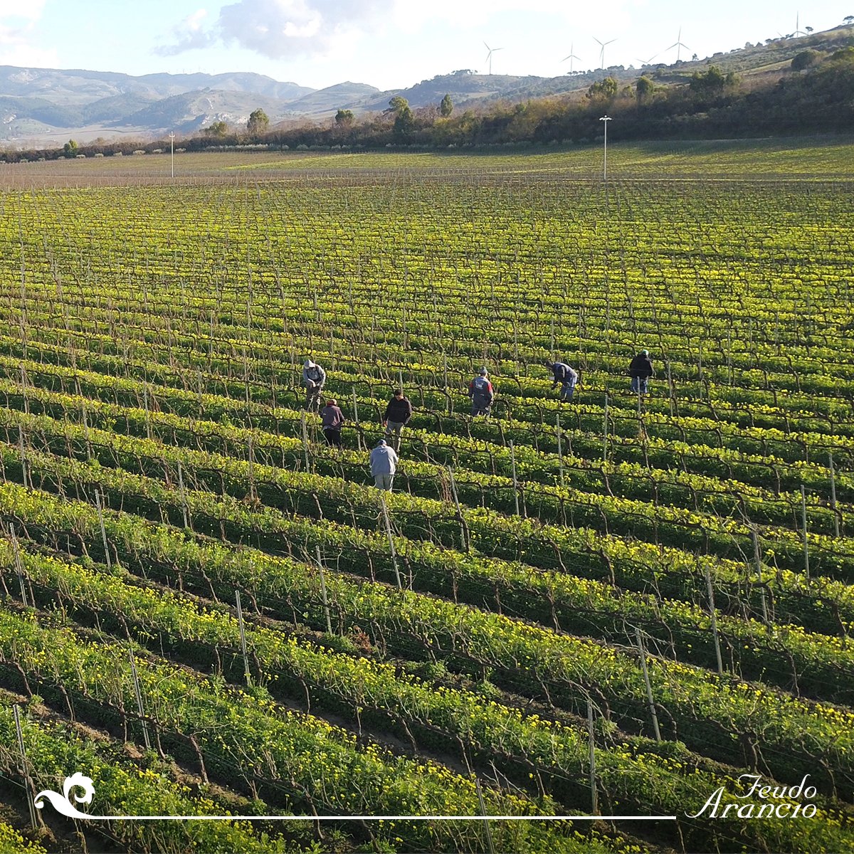 Potare per rigenerare.

#sicilianwine #Sicilia #SambucadiSicilia
#terresicane #docsicilia