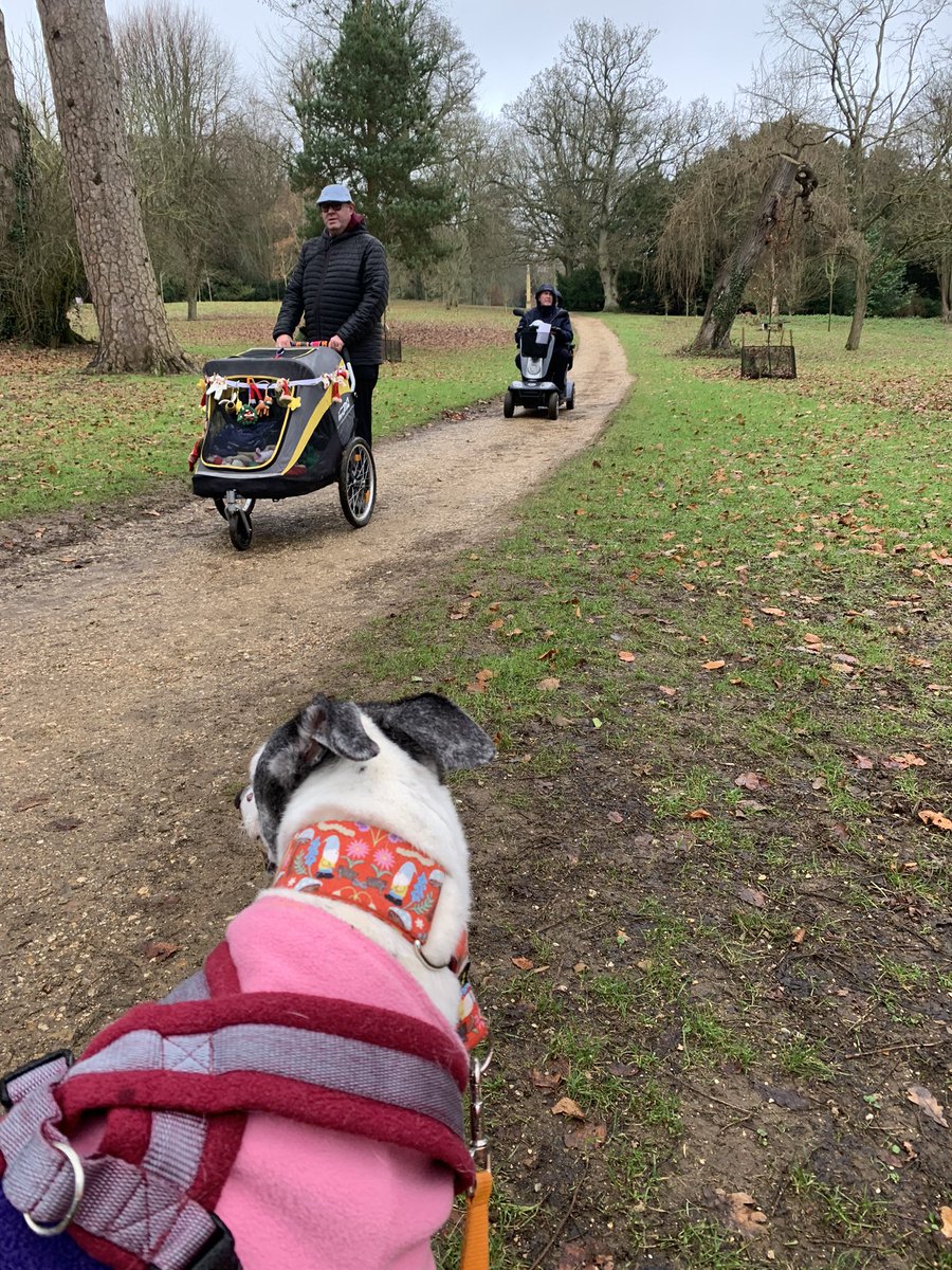 MissStarhound's tweet photo. Ooh I got some buggy mates 2day on my walk @NTStowe #DogFriendly #BuggyFriendly #MobilityScooterFriendly Duke would like to know how to get the double buggy version https://t.co/UPWlvZjTc2