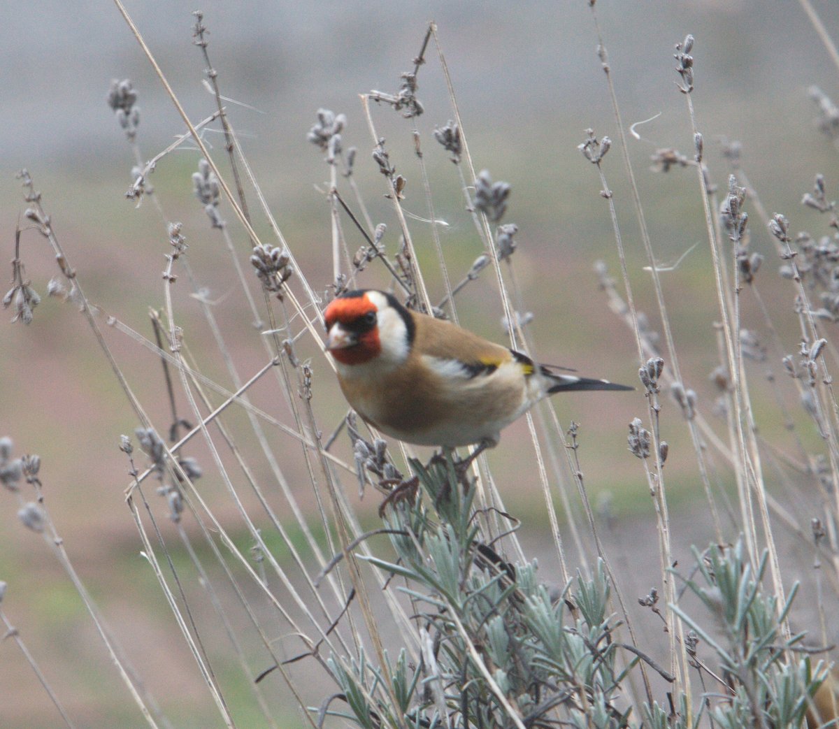 Gerrie Abel tweet media