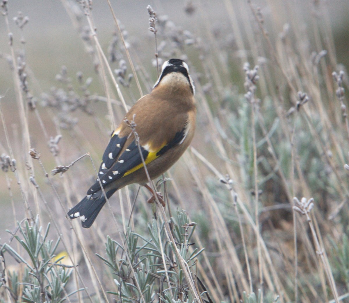 Gerrie Abel tweet media