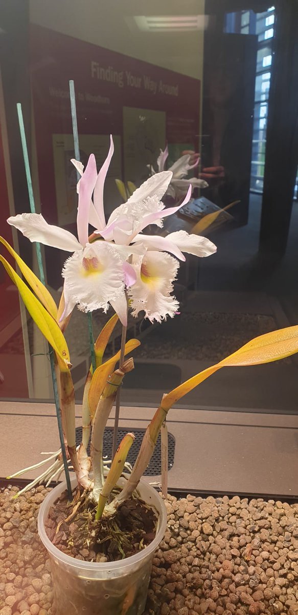 Woodhorn's tweet photo. We're delighted to say the #JackieMilburn Orchid is now in bloom at Woodhorn.
Originally part of an installation #Soundmirror in 2019, this orchid is being gently coaxed to grow and flower by the home recordings of Jackie and Laura Milburn singing @ace_thenorth @N_landCouncil https://t.co/SD19YxovZh