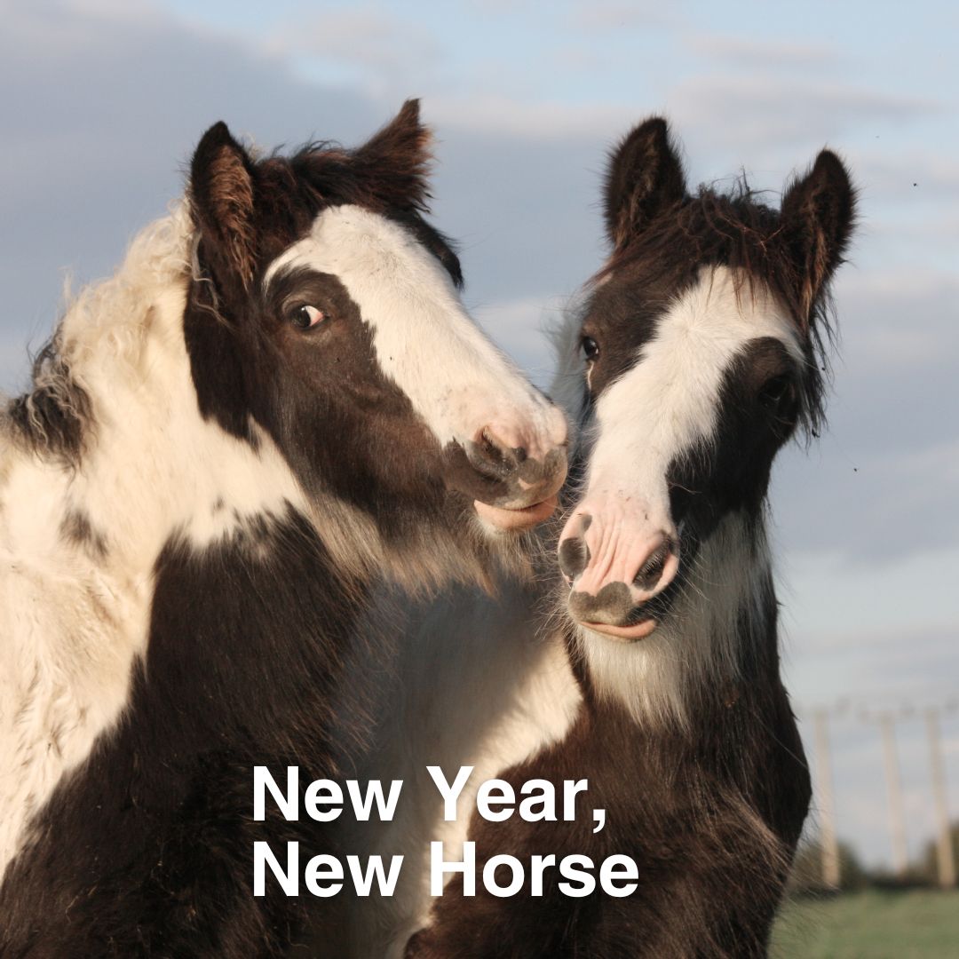 The start of 2023 means one thing... new year, new horse! 🐴 After all you can never have to many! 🥰
#equus #equusengland