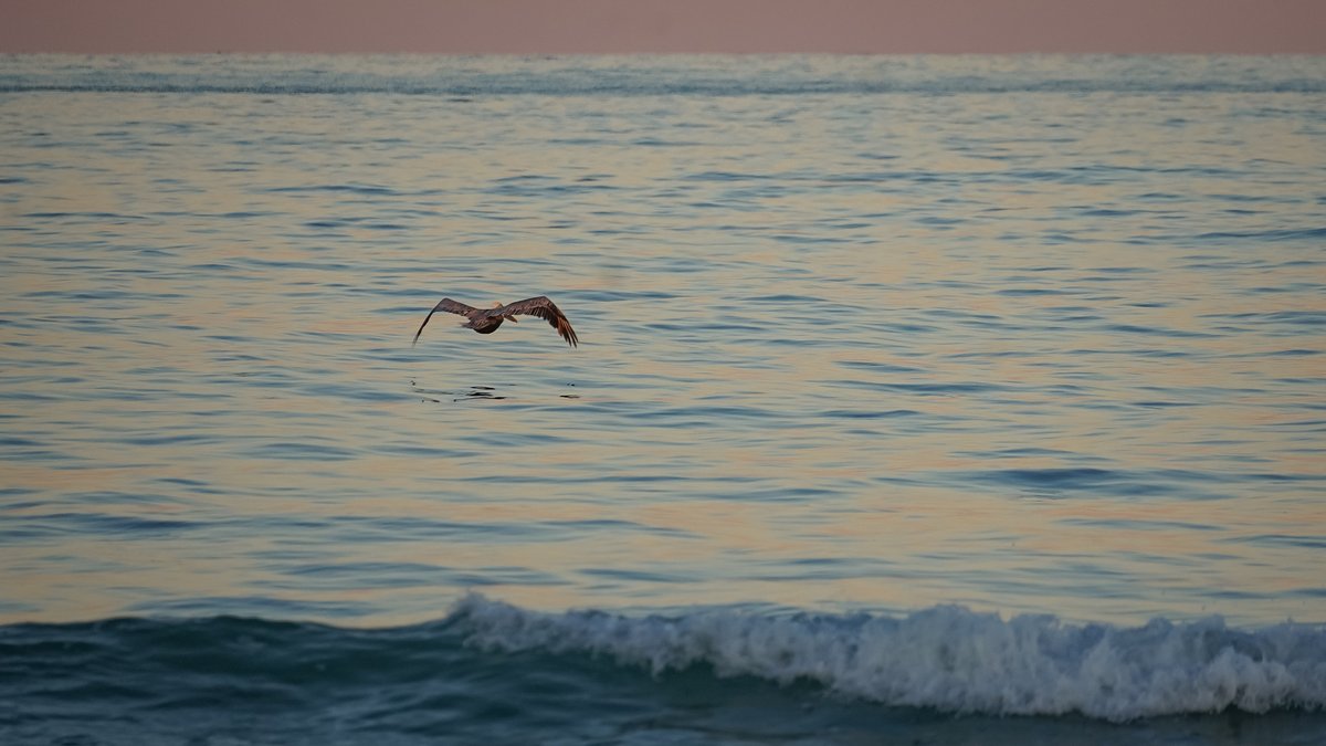 Today is #NationalBirdDay! What is your favorite #BHI bird?

#birding