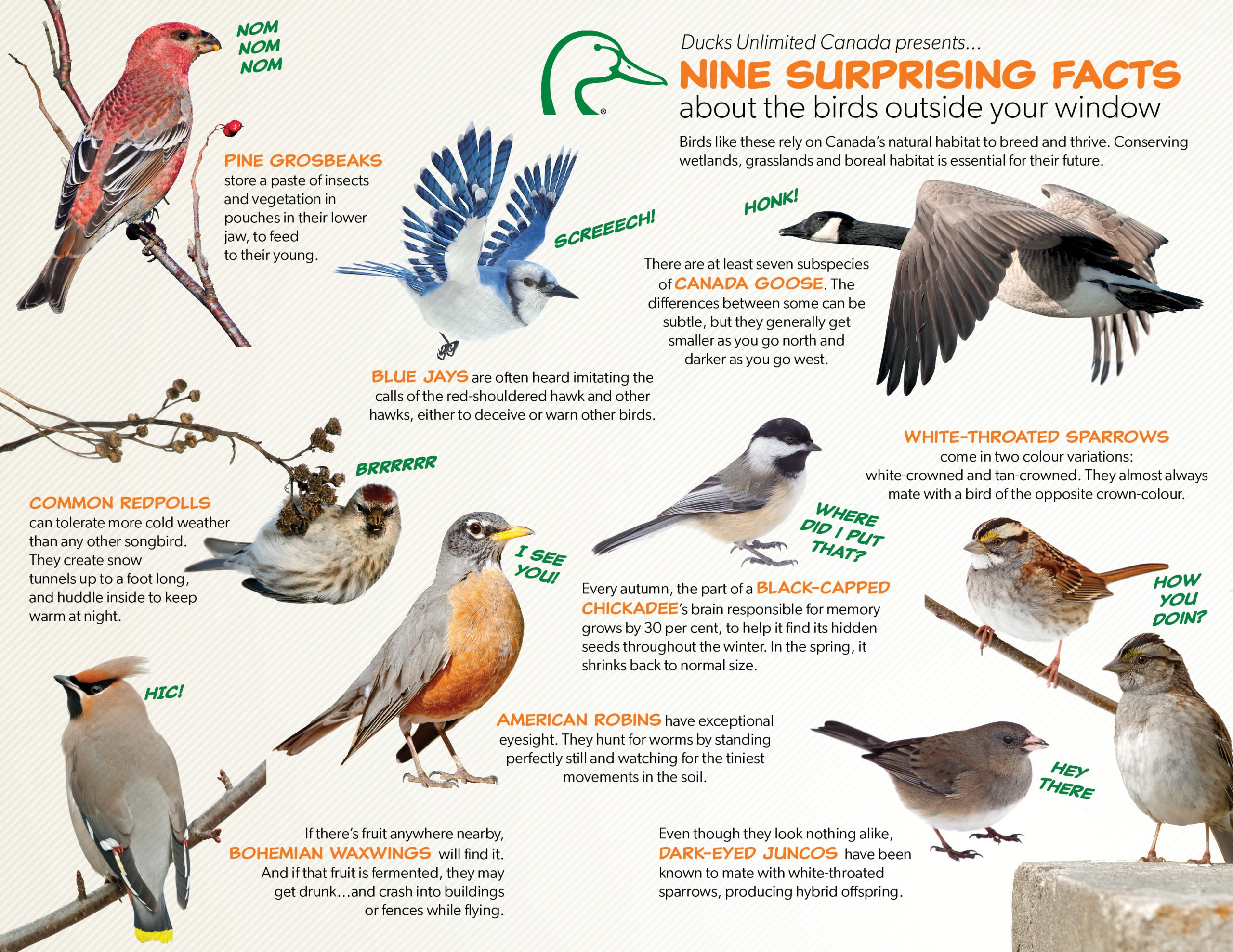 All birds shop types