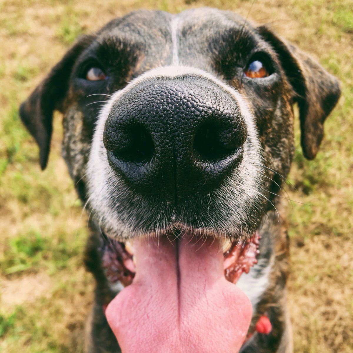 oakhurst_vet's tweet image. The Benefits of Nose Work Games For Dogs
Nose work &amp;amp; scent games offer your dog a fun way to use their natural talents. 
#instadogs #funway #nosework #dogsnose #smell #veterinarian #vetlife #dogs #cats #pets #veterinarymedicine #veterinaryhospital #petstagram #oakhurstvet