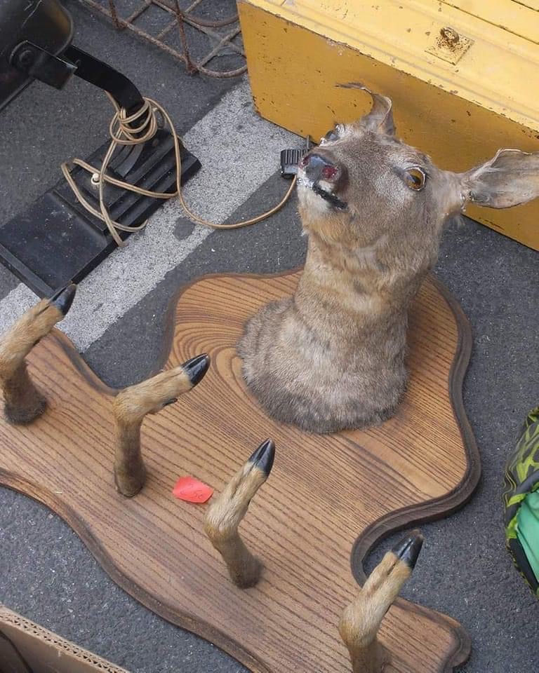 DeerGearTV's tweet photo. If you saw this at a garage sale, how much would you offer?
#taxidermy #whitetail #deermount https://t.co/EIqKEkgVE9