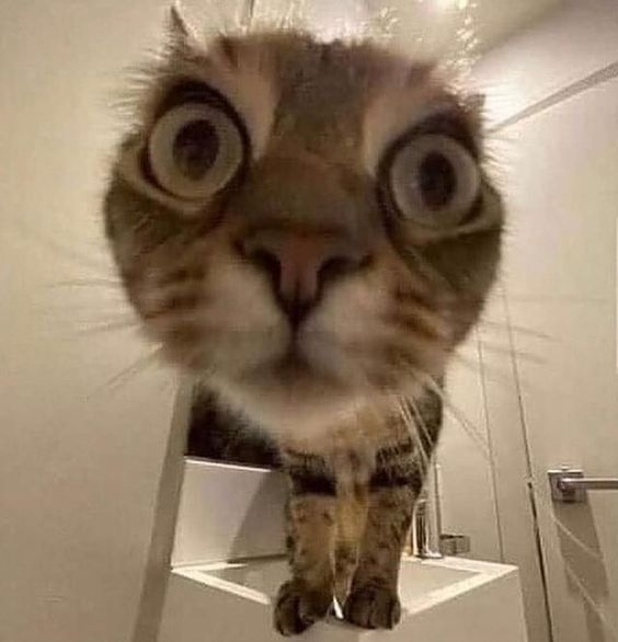 _whostrans's tweet photo. @yushichuuu i will make an twt acc 4 cats https://t.co/bYxEqAt5ts